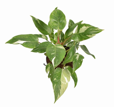 Филодендрон Белая Принцесса